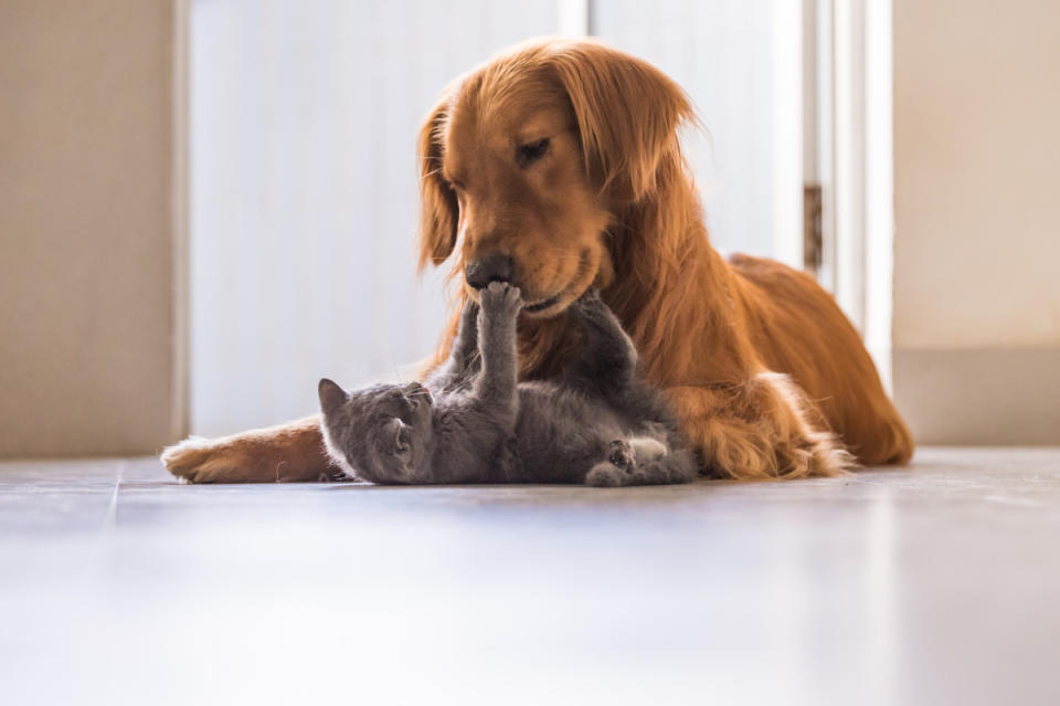 Research how to introduce pets. <p>Chendongshan/Shutterstock</p>