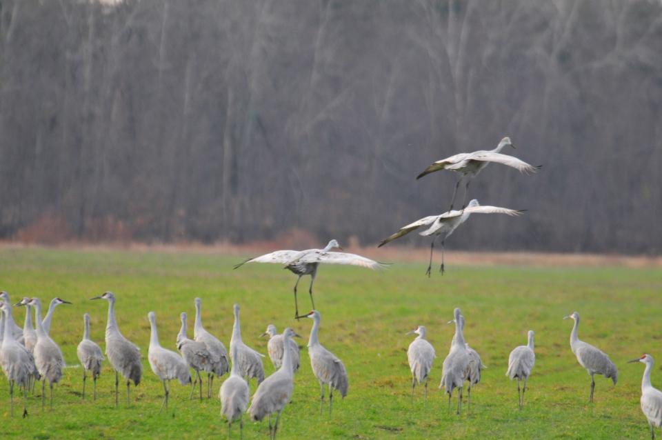 Sandhill cranes are seen at Jasper-Pulaski Fish and Wildlife Area in northern Indiana in large groups. These birds are currently migrating through the state, giving Hoosiers an opportunity to see and hear them.