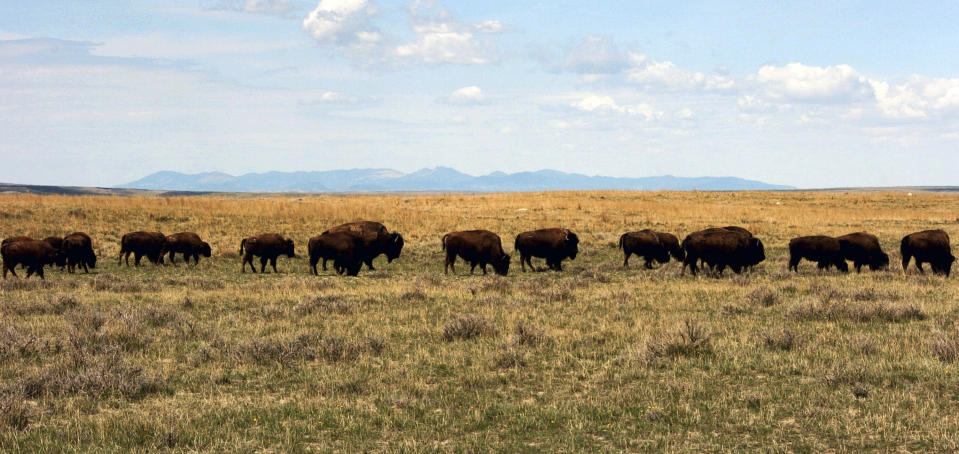 FILE - In this April 25, 2012 file photo, a herd of bison move through land controlled by the American Prairie Reserve south of Malta, Mont. Montana's Democratic governor and the Republican secretary of state who wants his job are locked in a constitutional dispute over a measure that could affect whether more bison could be moved to the reserve. Gov. Steve Bullock vetoed a bill that would have changed the definition of a wild bison. Opponents say the bill targets the conservation group trying to create a large bison reserve. Secretary of State Corey Stapleton says the bill should become law because the governor's veto letter missed a deadline to be sent to his office. (AP Photo/Matt Brown, File)