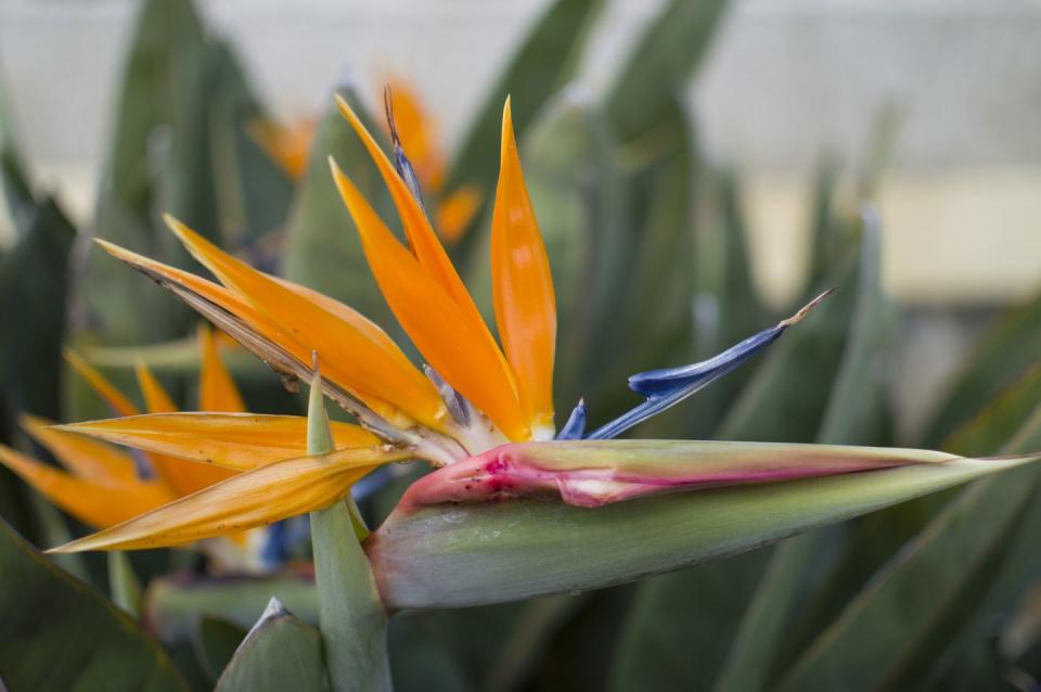 bird of paradise