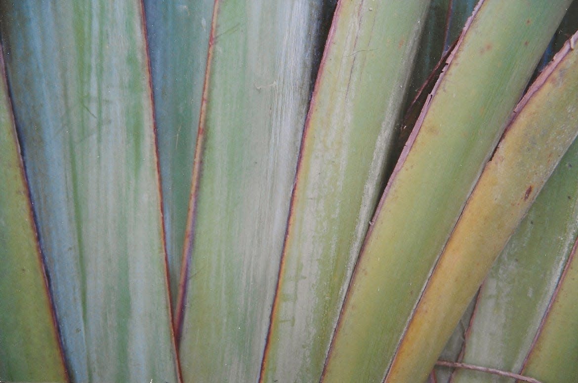 Traveler's tree, from Madagascar, is related to bird-of-paradise plants and bananas. It has white flowers, paddle-shaped foliage and an attractive fan-shaped base.