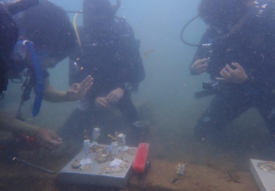 新北市「卯澳灣珊瑚移植工作坊」訓練招募志工，圖為水下練習珊瑚移植課程。　（新北漁業處提供）