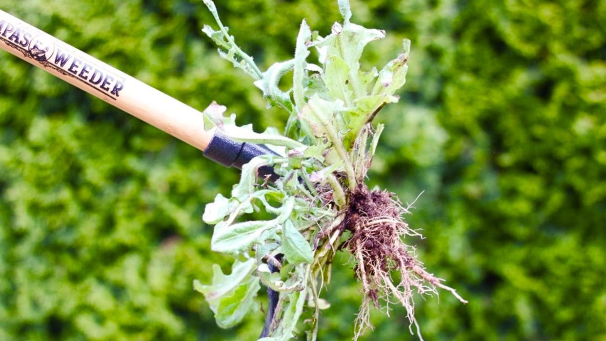  Grampa's Weeder picking up a weed . 