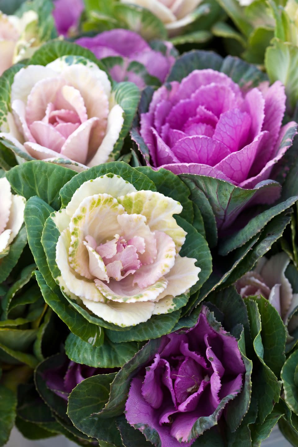 Ornamental Cabbage and Kale
