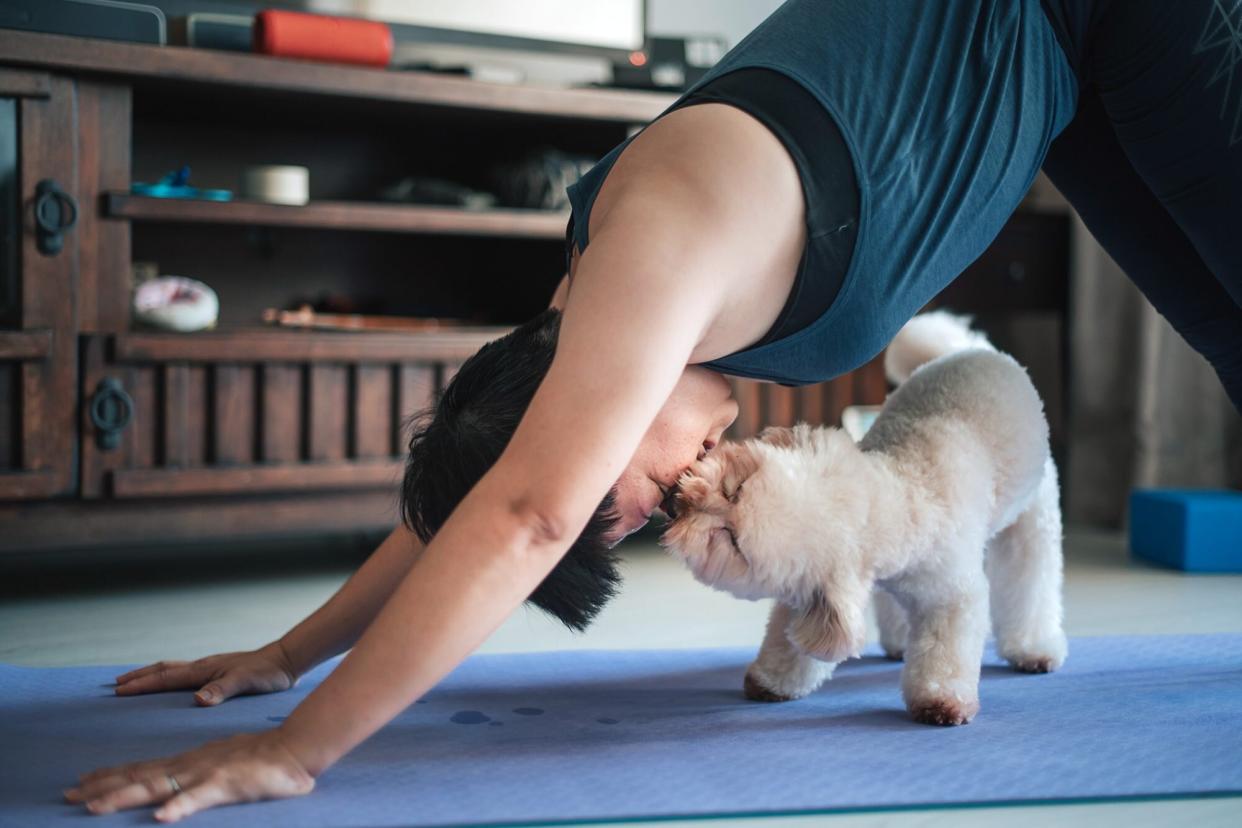 toy poodle kissing woman doing yoga at home on a yoga mat