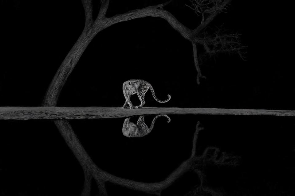 a leopard stands over a reflection of itself in a still body of water