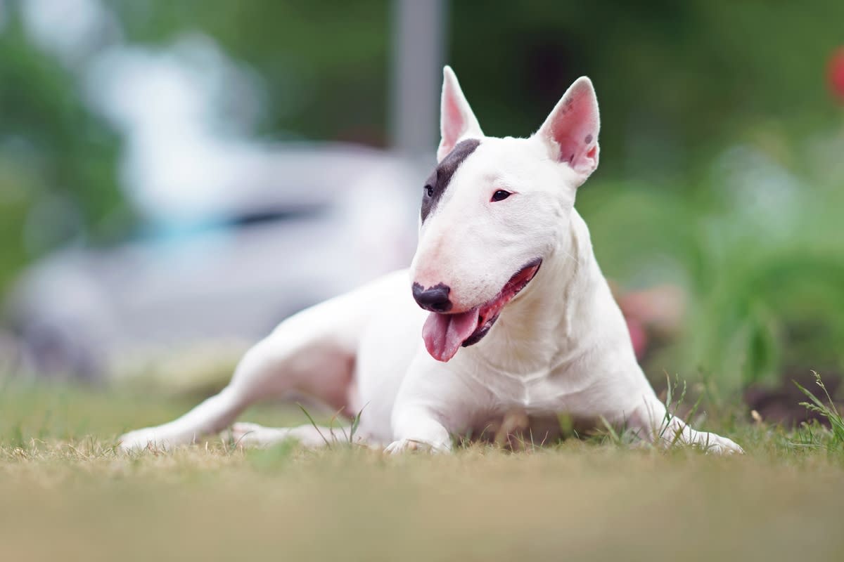 English bull terrier lying in a patch of grass<p>Eudyptula via Shutterstock</p>