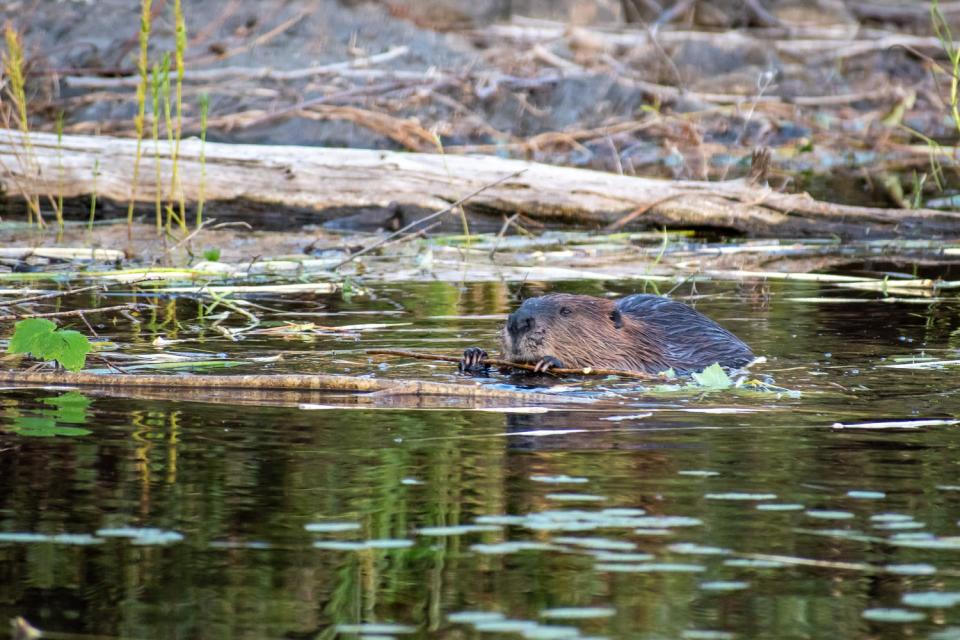 A beaver chomps on a stick in Boot Lake in the Boundary Waters Canoe Area Wilderness in northeastern Minnesota in September 2023. Microplastics, which can build up in fish and wildlife, have been found in lakes throughout the wilderness area. Researchers from the University of Wisconsin-Eau Claire even found 80 pieces of microplastics in a single earthworm.