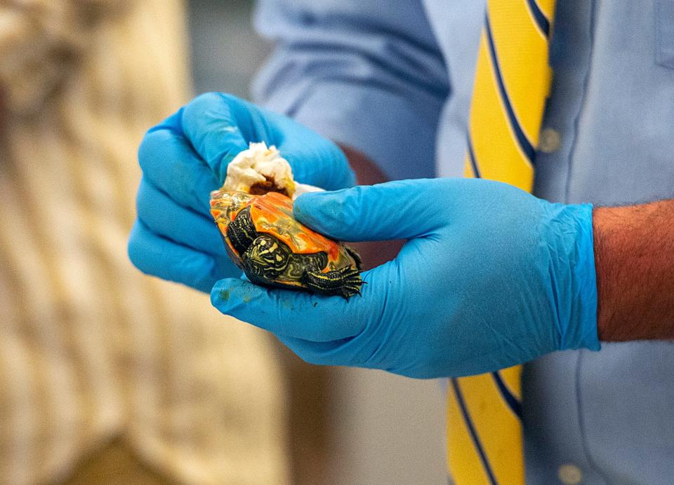 Herpetologist Mike Jones prepares a northern red-bellied cooter for a microchip at MassWildlife headquarters in Westborough, May 15, 2024. The state agency was celebrating the 40th anniversary of its Head Start Restoration Program, recognizing 16 schools who helped raise the turtles before their release in their natural habitat in Plymouth.