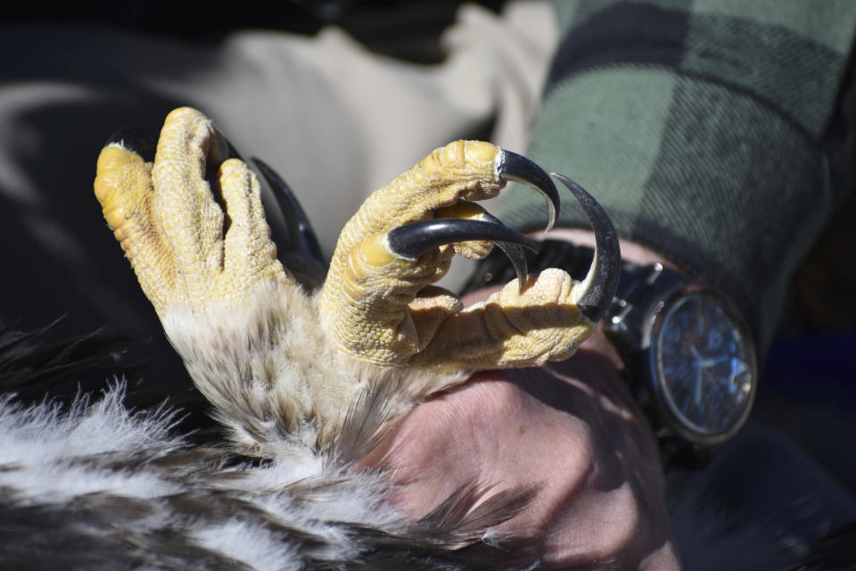 The talons of a six-week-old young golden eagle are seen as the bird's feet are held by Charles "Chuck" Preston during research work at a nesting site, on Wednesday, June 15, 2022, near Cody, Wyo. The recent criminal conviction of a wind energy company for illegal eagle killings in Wyoming underscored the clash between renewable energy to fight climate change and efforts to preserve the iconic western U.S. species. (AP Photo/Matthew Brown)
