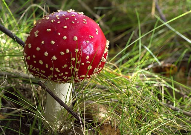 Fly Agaric