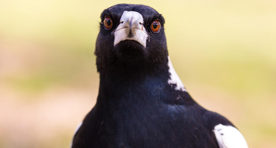 An Australian magpie. Source: Getty Images