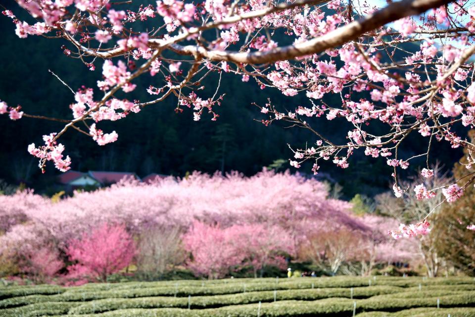 每年2月櫻花綻放。武陵農場提供