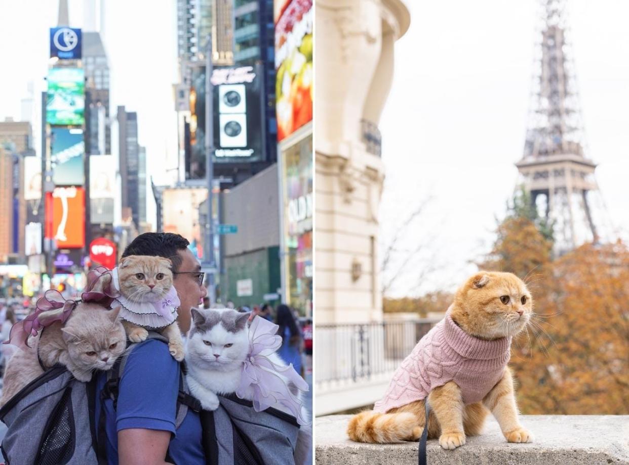 Sponge Cake, Mocha and Donut travelling in Paris and New York with their owner Dan Nguyen.