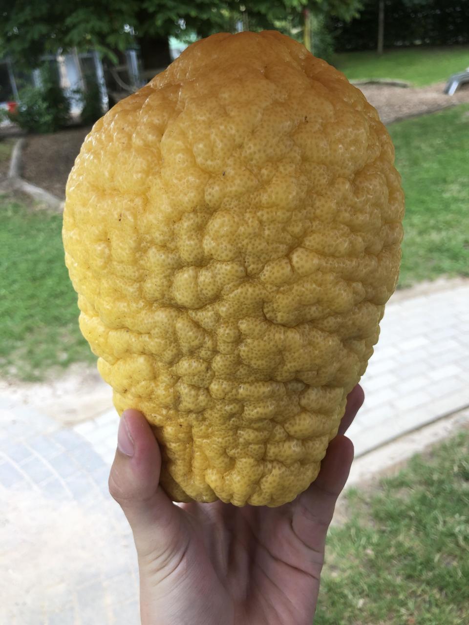 A hand is holding a large, textured citrus fruit outdoors