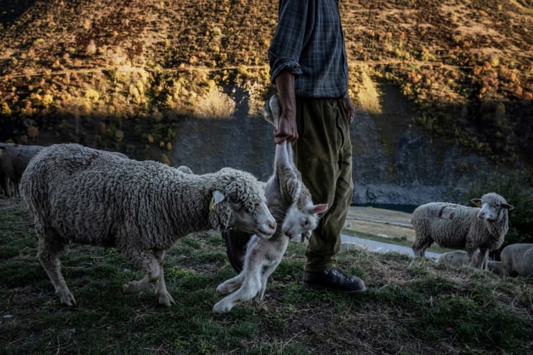 It takes Gaetan Meme a month to re-adjust to city life when he moves back to Angers at the end of the shepherding season