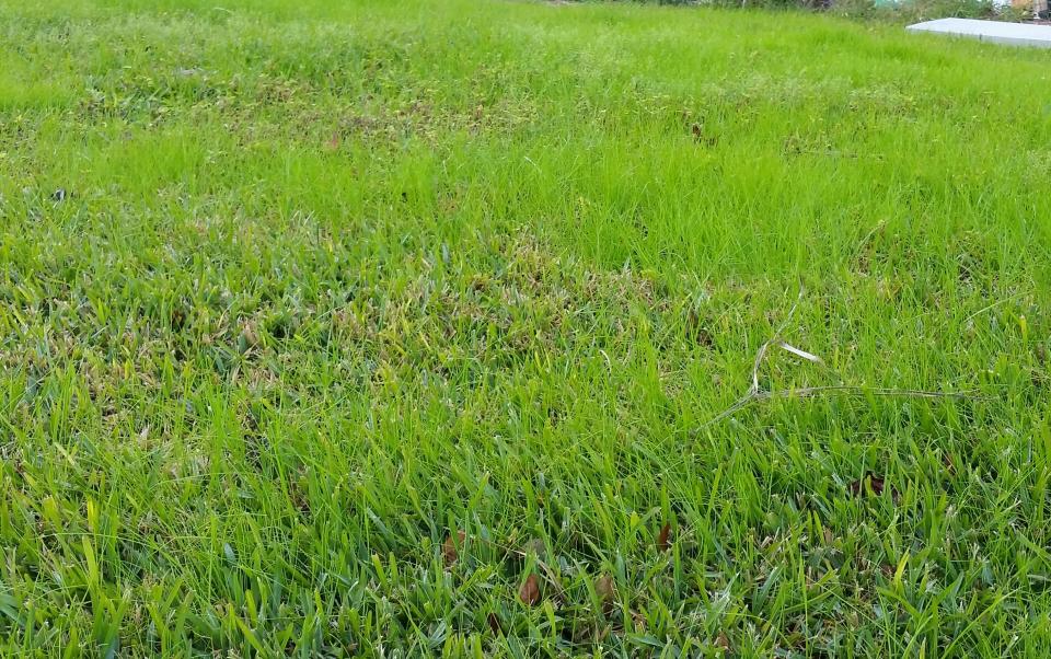 Enjoy a green lawn all winter by over-seeding with rye grass.