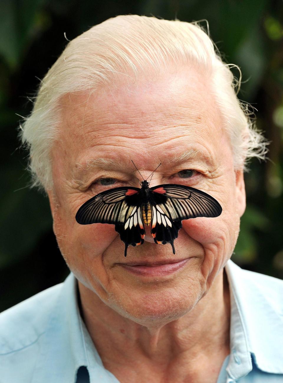 Big Butterfly: Butterfly Conservation President Sir David Attenborough with a south east Asian Great Mormon Butterfly on his nose, as he launched the Big Butterfly count at the London Zoo in Regent's Park, London in 2012. The broadcaster and naturalist will turn 90 on May 8 (PA)