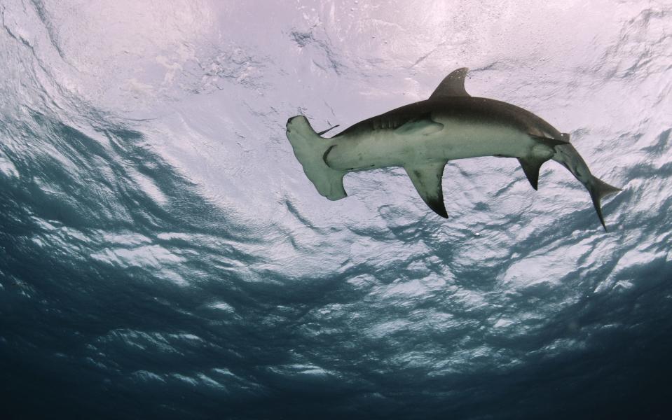 Great hammerhead sharks feast on stingrays, grouper, sea catfish, lobster, crabs, a variety of bony fish, sharks, and squid.