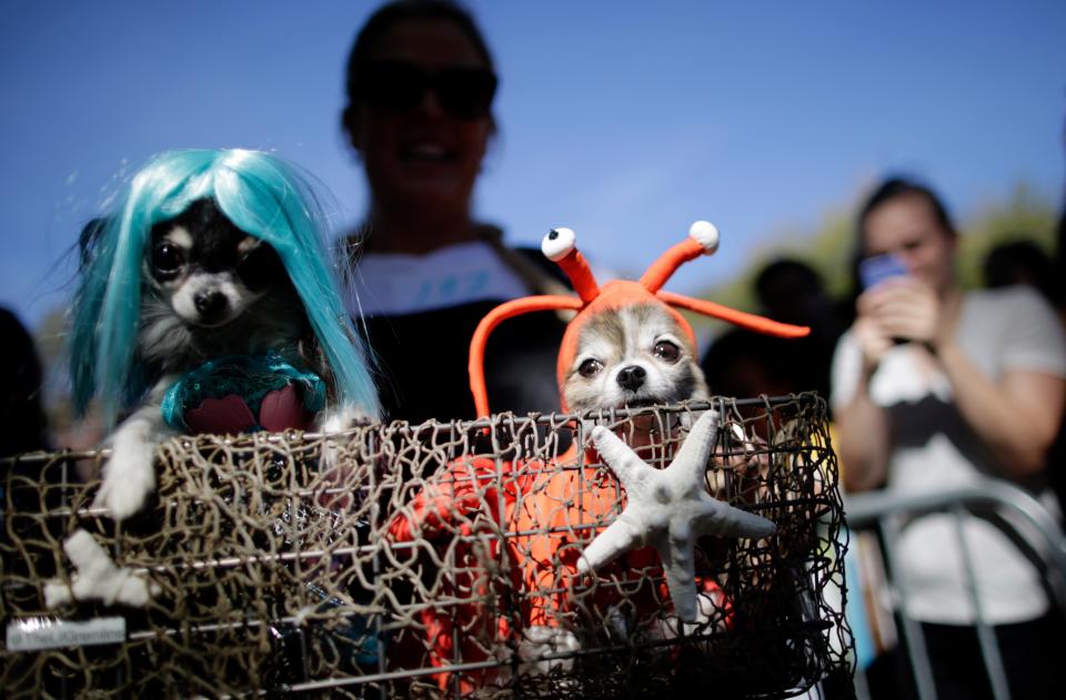 Costumed pooches prance In annual Halloween Dog Parade in New York City