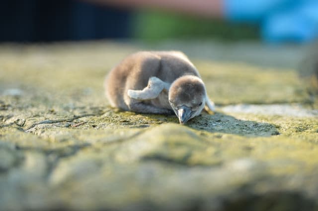 First Humboldt penguins chicks hatch at Chester Zoo