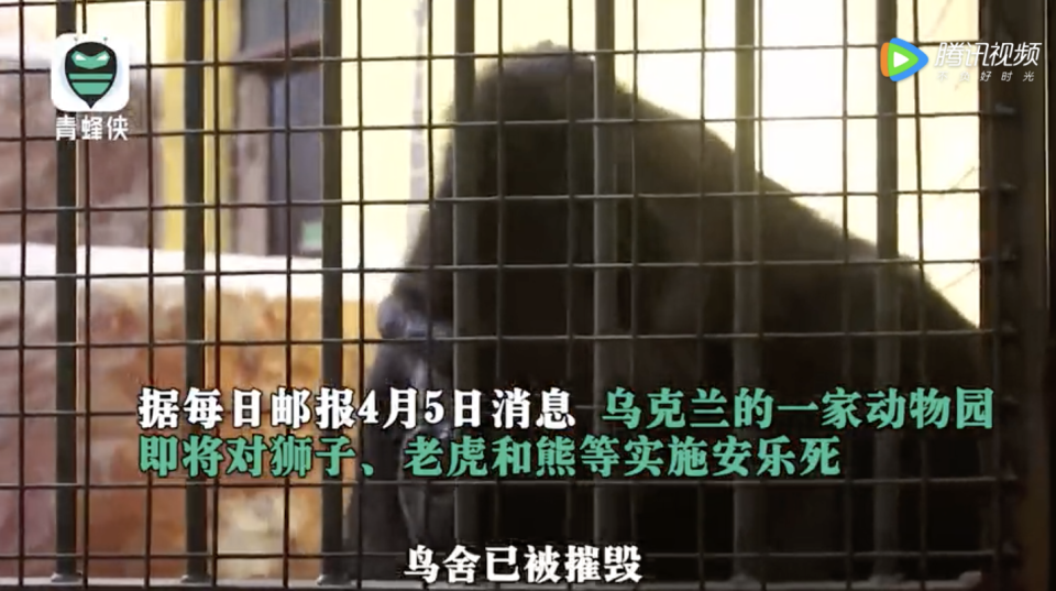 烏克蘭生態公園負責人表示，為了不讓獅子、老虎等兇猛動物逃竄至郊區，造成生命財產的損失，將安排為他們進行安樂死。   圖：翻攝青蜂俠