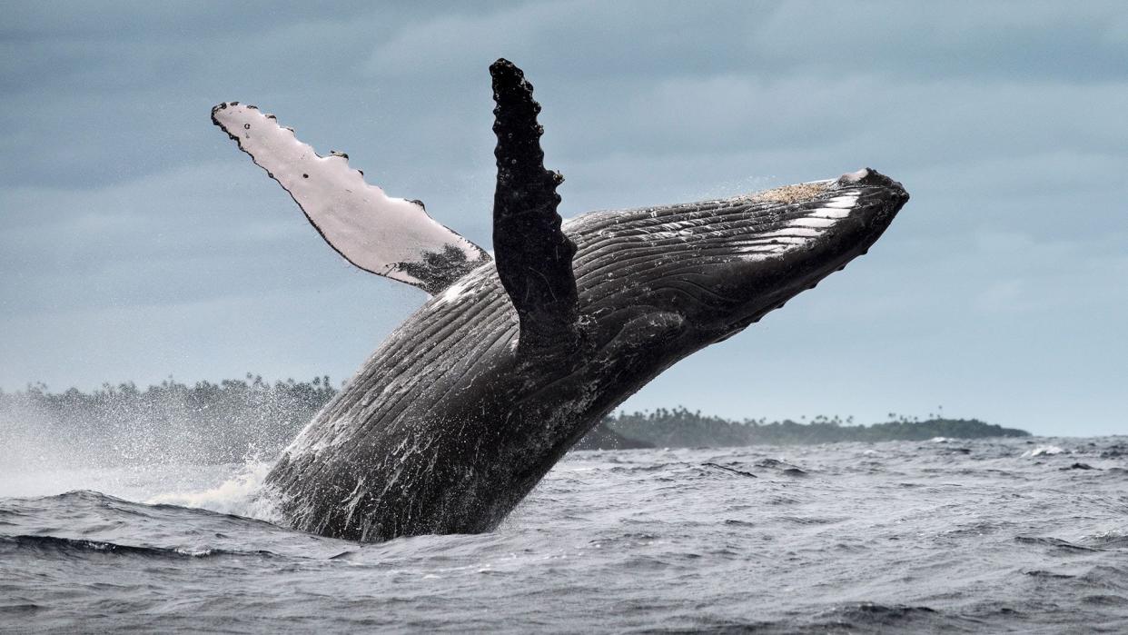 Humpback whale