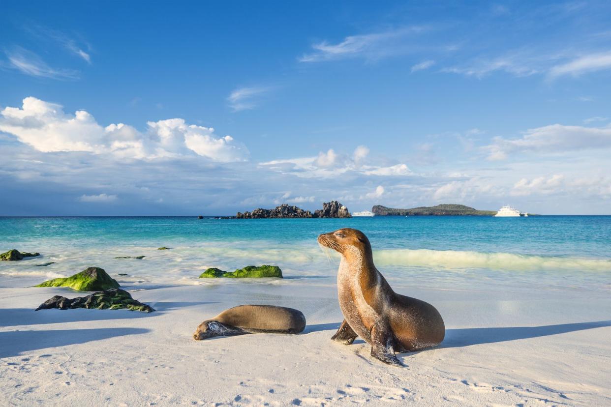 galapagos sea lion zalophus wollebaeki at the beach of espanola island