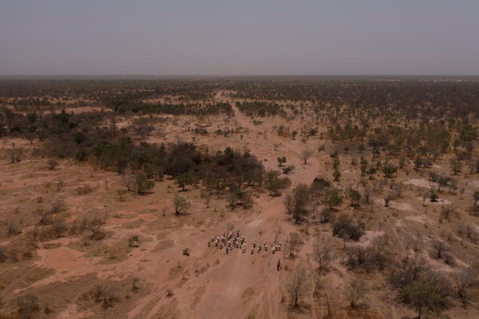 An aerial of a man leading his herd through arid land.