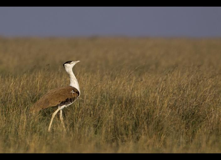&lt;strong&gt;Scientific Name:&lt;/strong&gt; Ardeotis nigriceps    &lt;strong&gt;Common Name: &lt;/strong&gt; Great Indian Bustard    &lt;strong&gt;Category:&lt;/strong&gt; Bird    &lt;strong&gt;Population: &lt;/strong&gt; 50 -249 mature individuals    &lt;strong&gt;Threats To Survival:&lt;/strong&gt; Habitat loss and modification due to agricultural development