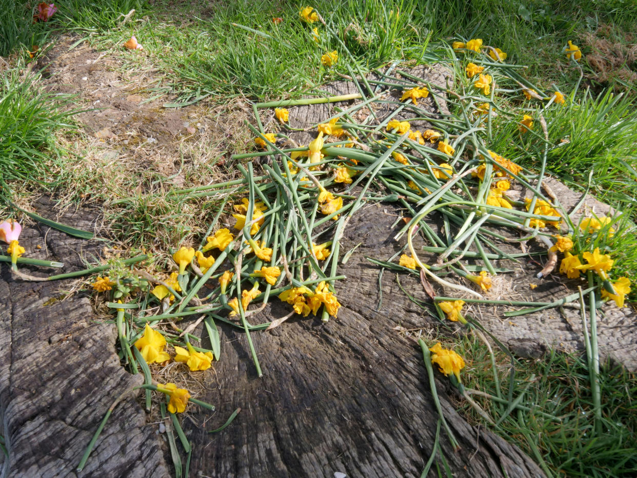 Old Roselyon Play Area in St Blaise where many daffodils have been cut down. (SWNS)