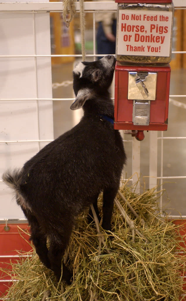 A goat standing on hay interacts with a mounted coin-operated feed dispenser labeled "Do Not Feed the Horse, Pigs or Donkey."