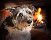 <p>This picture of this elderly but still adorable fellow won first place in the Oldies category. (Kevin Smith/PA Wire)</p>