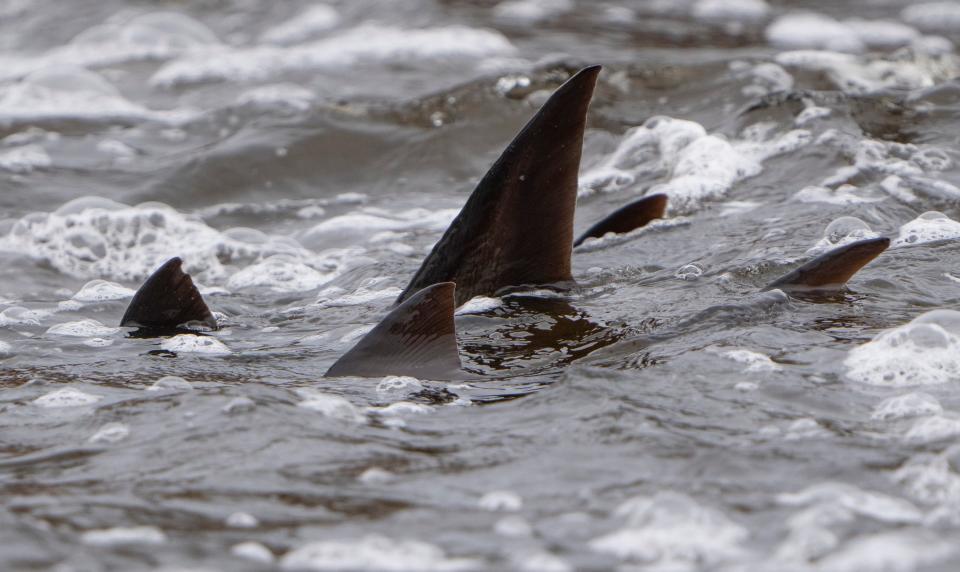 Fins from sturgeon jut from the water while the fish wait to spawn Friday on the Wolf River in Shawano.