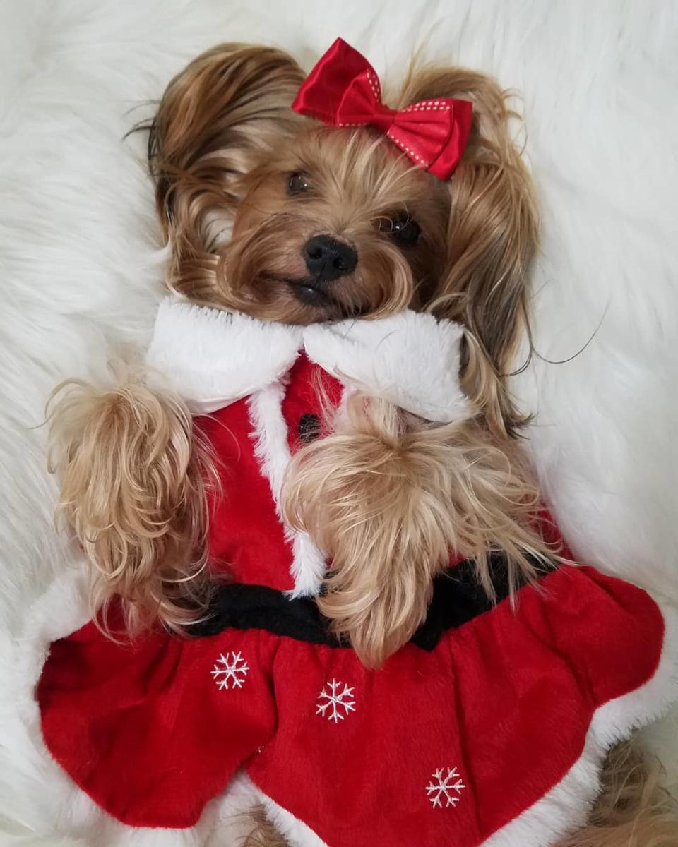 Mascotas con espíritu navideño