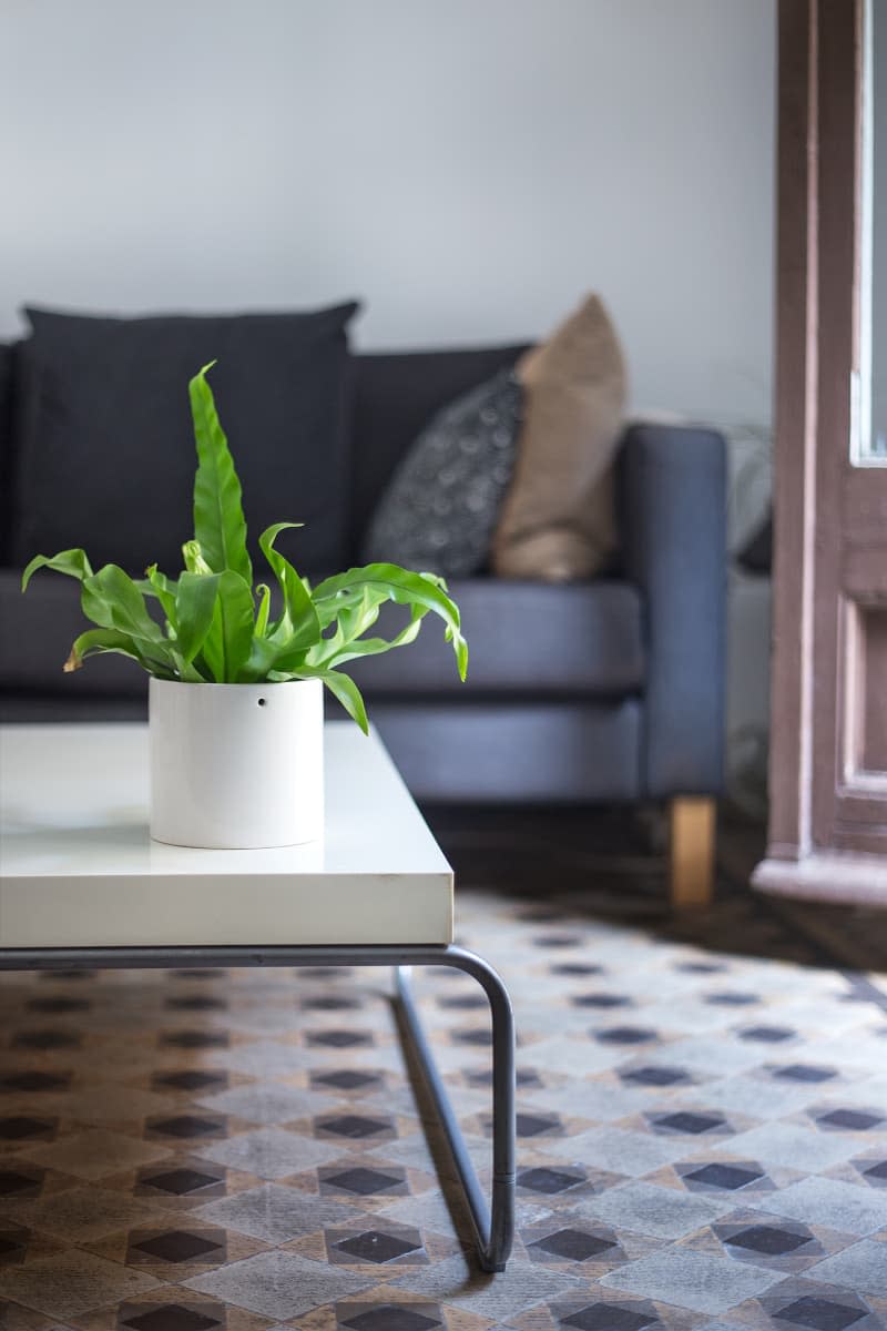 plant on corner of coffee table next to navy sofa