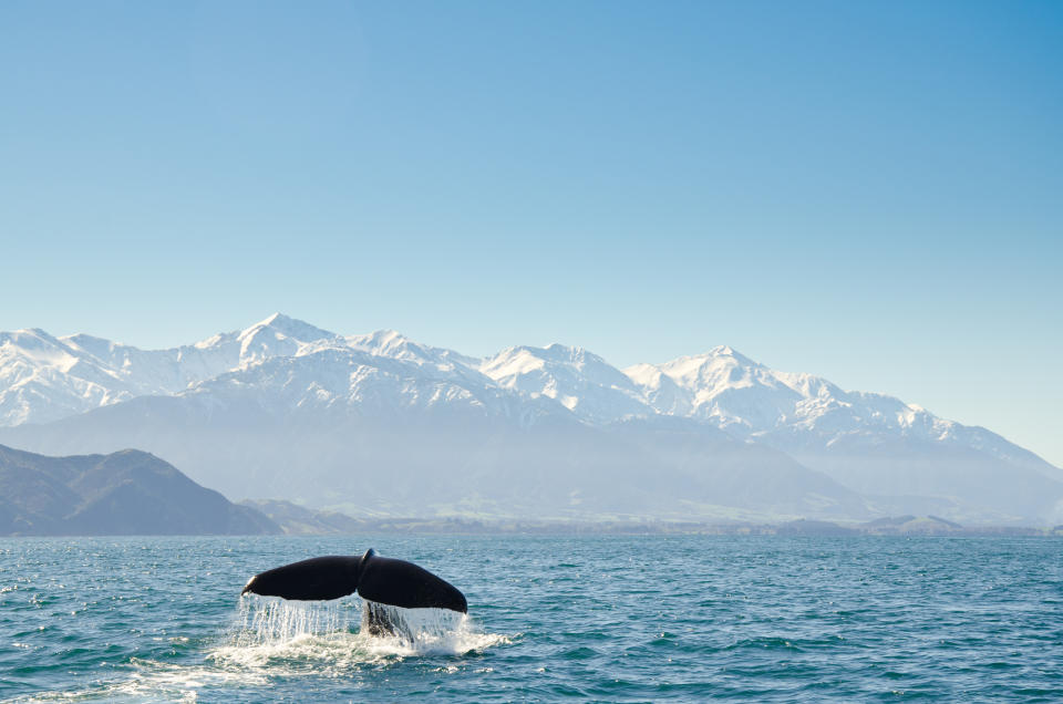 Canterbury, New Zealand. Photo: Getty Images