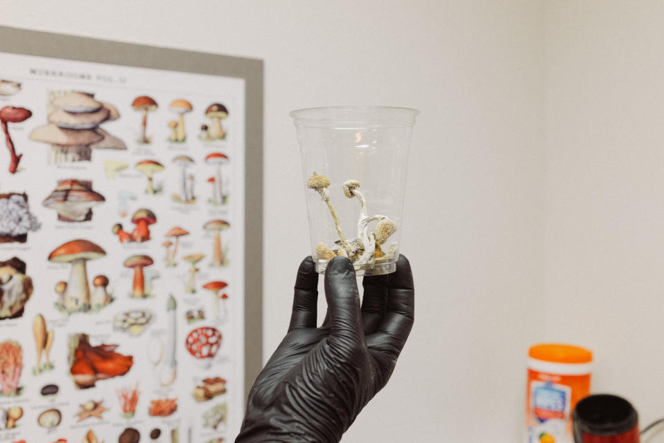 Bjorn Fritzsche, en el centro, químico sénior e ingeniero de investigación, preparándose para probar un lote de hongos de psilocibina en los Laboratorios Rose City de Portland, Oregón, el martes 8 de agosto de 2023. (Mason Trinca/The New York Times)
