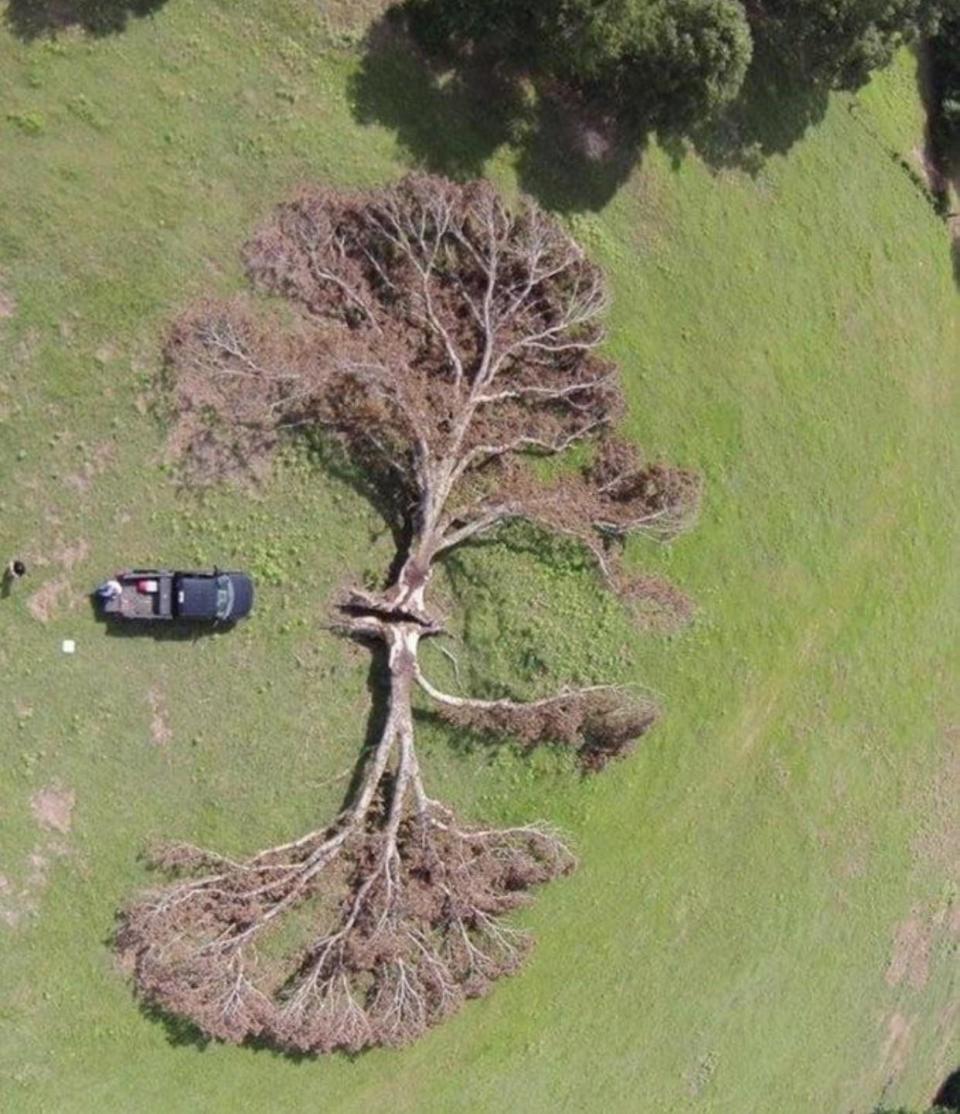 A tree split completely in half