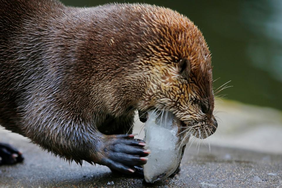 An otter tries to break a bowl shaped piece of ice in order to free the herring frozen inside as part of the Buttonwood Park Zoo's animal enrichment program.