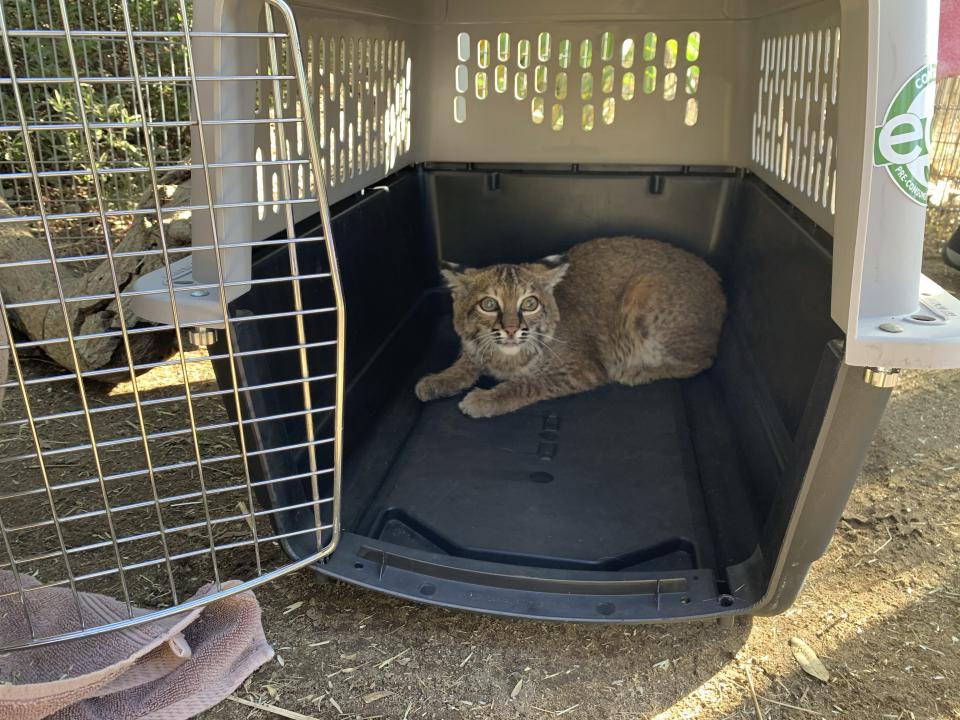 This Nov. 13, 2020 photo provided by the San Diego Humane Society shows a young bobcat at the San Diego Humane Society's Ramona Wildlife Center in Ramona, Calif. The young bobcat that was badly burned in a Southern California wildfire has been returned to its native habitat and will be released back into the wild. The San Diego Humane Society says the 7- to 9-month-old female was picked up on Tuesday, Dec. 1, 2020 from Ramona Wildlife Center and taken to an area near the site of the El Dorado Fire that has abundant food and water sources.(San Diego Humane Society via AP)