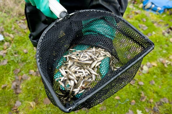 Environment Agency poison Hampshire lakes to kill invasive fish