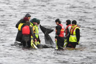 Teams work to rescue hundreds of pilot whales that are stranded on a sand bar in Macquarie Harbour on September 23, 2020 in Strahan, Australia. (Photo by Steve Bell/Getty Images)