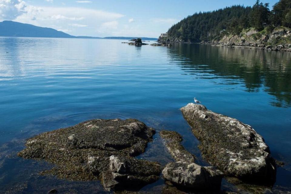 A seagull rests on rock near the shoreline at Larrabee State Park south of Bellingham, Wash. on Thursday, April 20. Evan Abell/eabell@bhamherald.com