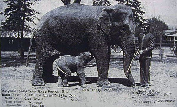 Salt Lake’s first elephant, Princess Alice, is shown with her offspring, Prince Utah, in 1918 at the Liberty Park Zoo in Salt Lake City. | Hogle Zoo