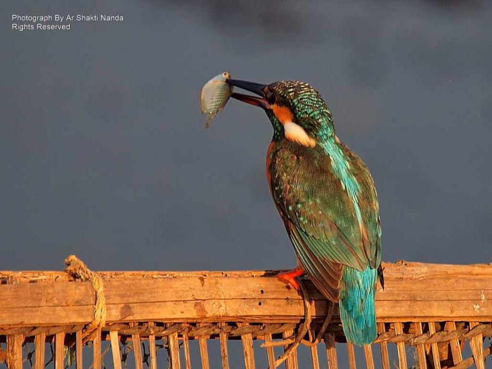 The <strong>Common Kingfisher</strong> (<em>Alcedo atthis</em>) is not so common any more as waterbodies and streams become more polluted.