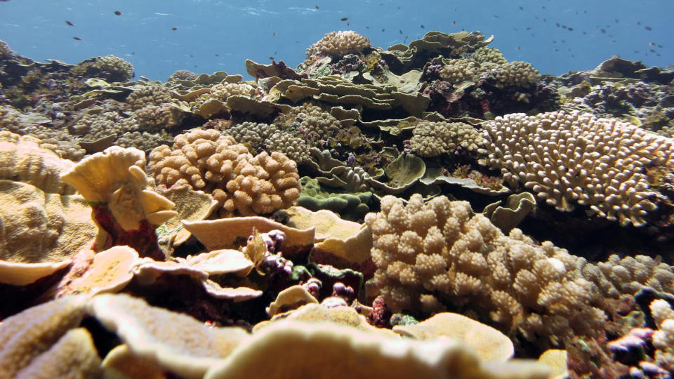     A healthy coral reef filled with a variety of knotty, table and branched corals. 