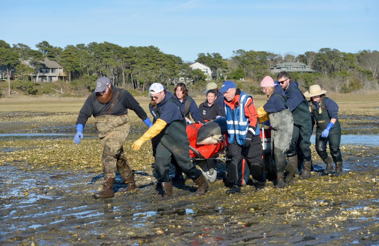 A dolphin is transported off the Wellfleet mud flats after stranding Tuesday. Rescuers responded to a mass dolphin stranding in Wellfleet Tuesday afternoon. Eleven Atlantic white-sided dolphins were found stranded on the outgoing tide. Eight were found in the Duck Creek area and another three were stranded at "the gut," an area near the entrance to the Herring River. Ten of the dolphins were transported to Herring Cove Beach in Provincetown where they were released. One dolphin died. International Fund for Animal Welfare's Marine Mammal Rescue and Research team responded to the mass dolphin stranding as did volunteers and members of AmeriCorps Cape Cod.