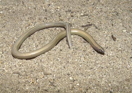 A Bakersfield Legless Lizard (Anniella grinnelli) is shown in this undated handout provided by the University of California, Berkeley September 19, 2013. REUTERS/James Parham, CSU-Fullerton/Handout via Reuters