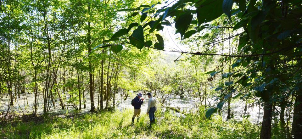 Steve Dunbar, left, and Bill Murphy, look for whatever was captured in a net near Beanblossom Creek during the June 4, 2022, bioblitz at Beanblossom Bottoms Nature Preserve.